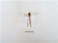 藏品(蟻蛉12)的圖片